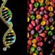 genetics affects sweetener perception