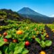 volcanic soil enhances flavors