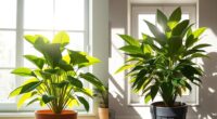 sunlight direction influences plant vitality