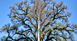 tall frames balance breaks