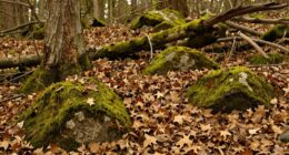 soothing natural color palette